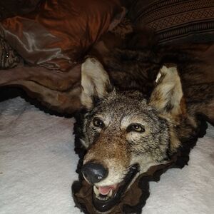 Taxidermy Coyote mounted Rug.